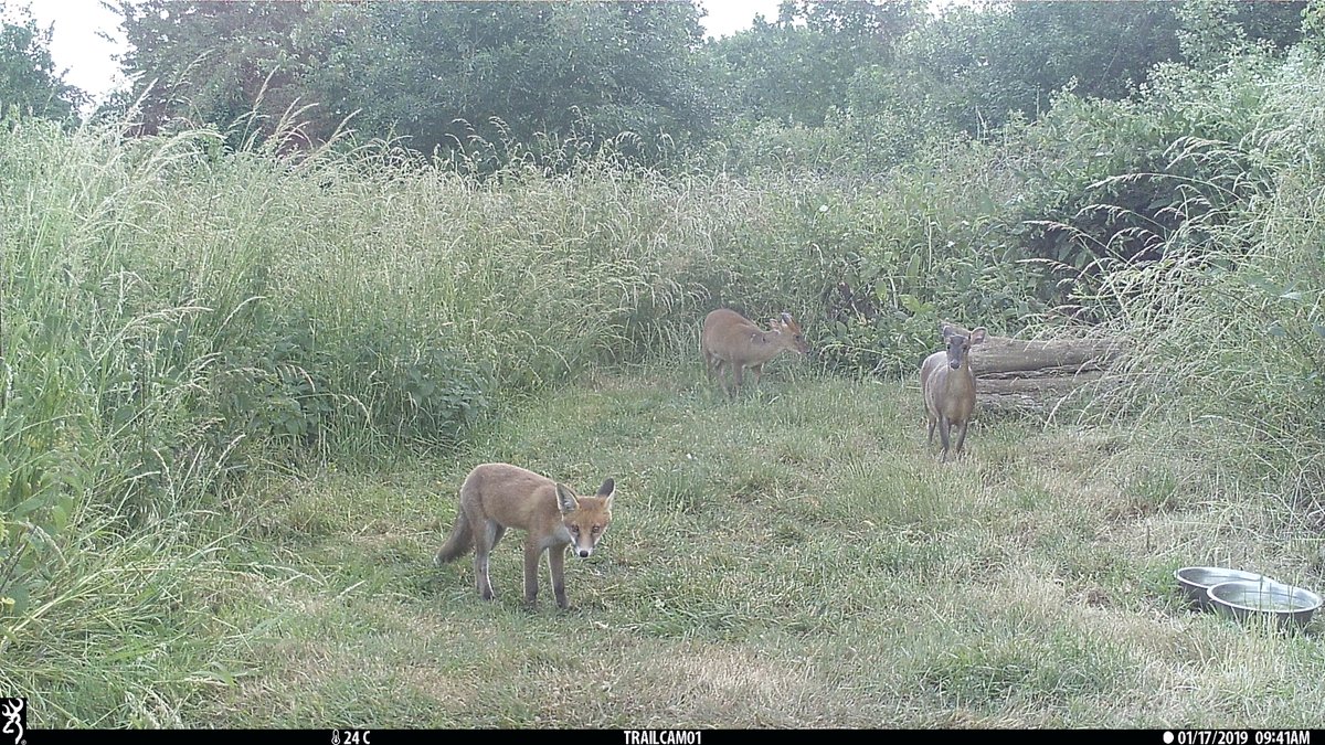 Couple of trail cam images from Saturday - when I said the foxes and deer are busy I wasn't joking!