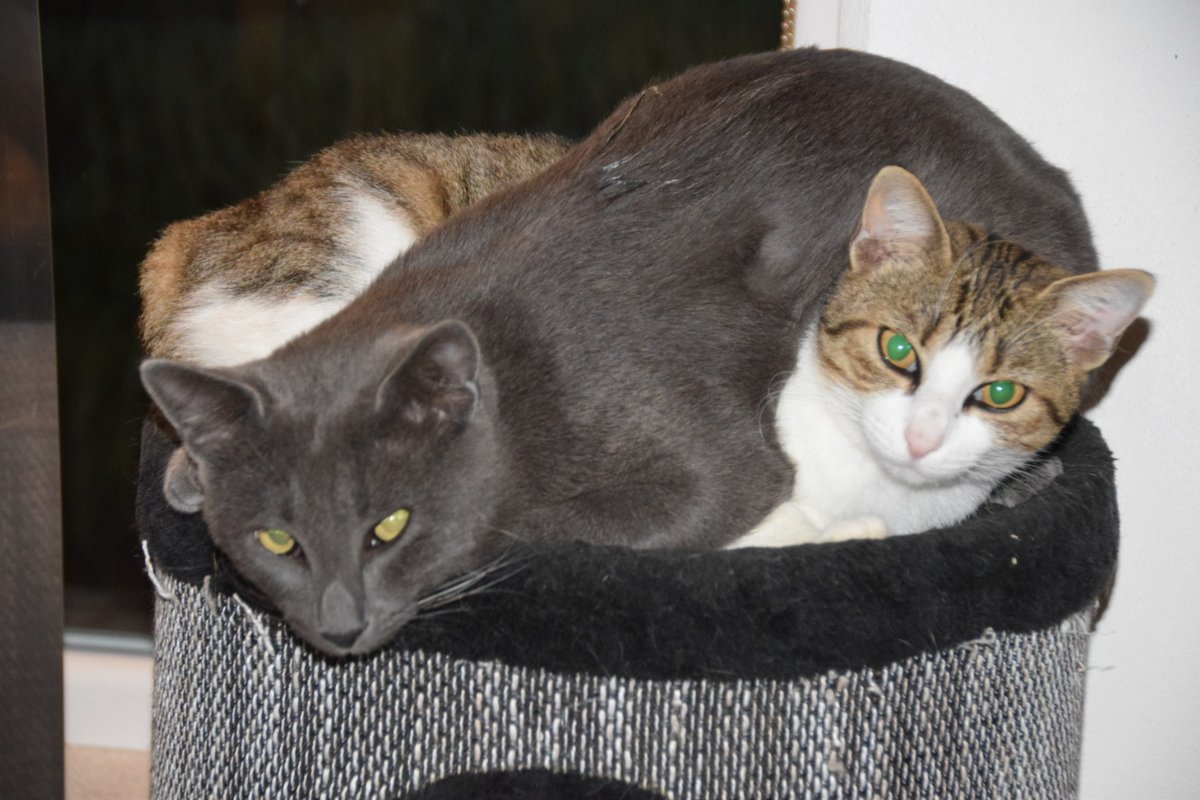 ingridwittert's tweet photo. Over soep, een drekhaan, honden, katten en een tranentrekker. De negende #pendelpost!
https://t.co/7ZfebasUe3 https://t.co/GlXtkpU1mY