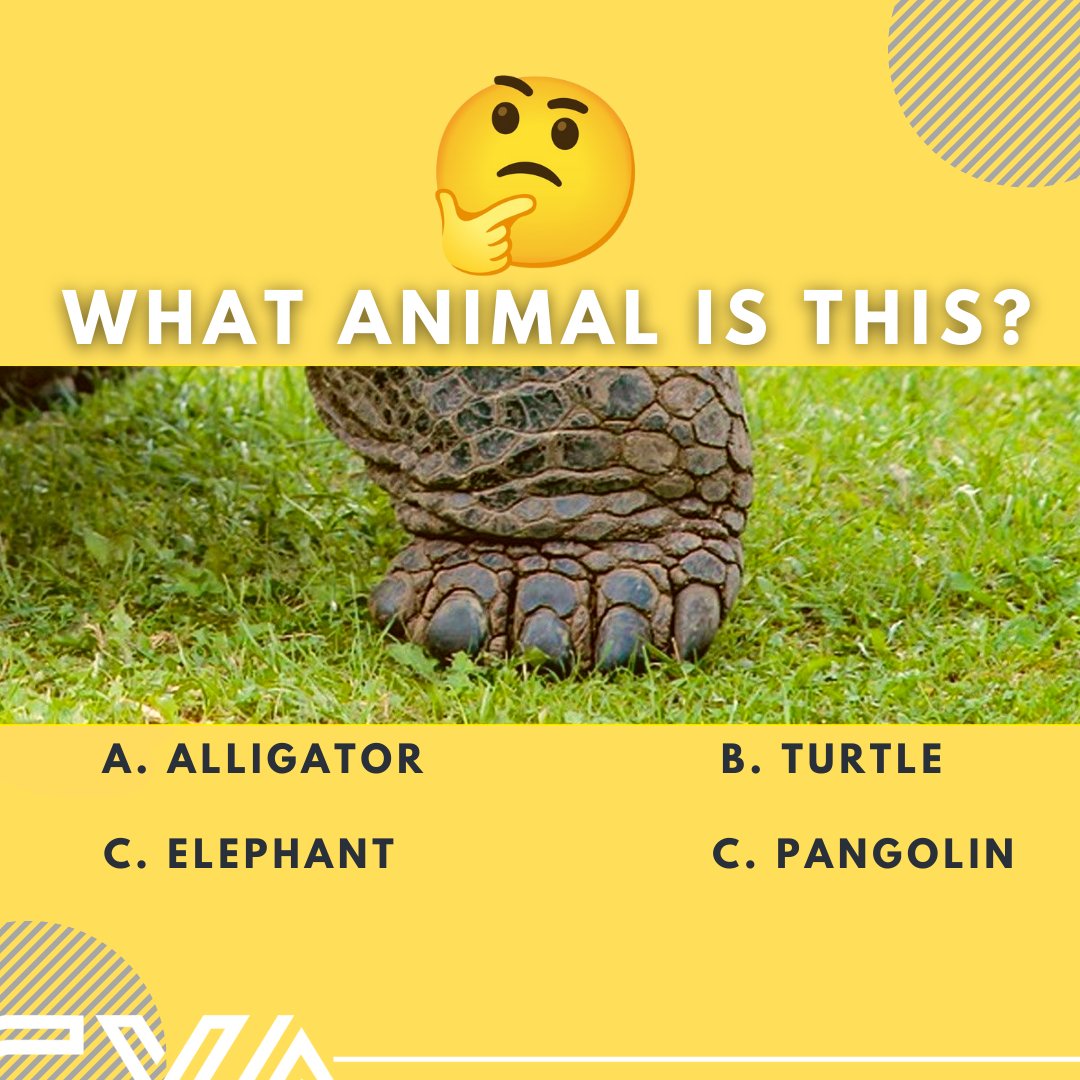 crackerjacksva's tweet image. WHAT ANIMAL IS THIS?🤔

a. alligator
B. turtle
C. elephant
C. pangolin

Type down below your best guest!

Website
crackerjacksva.com

#saturday #engagement  #Bookkeepingwork