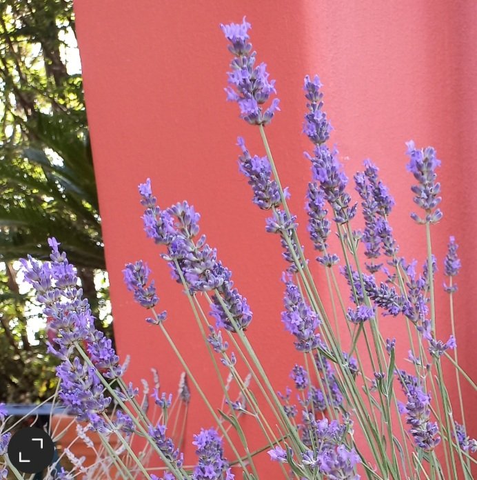 Lavanda 💜
🍃Angoli fioriti🍃

#mygarden 📷🍀
#ArmonieEContrasti