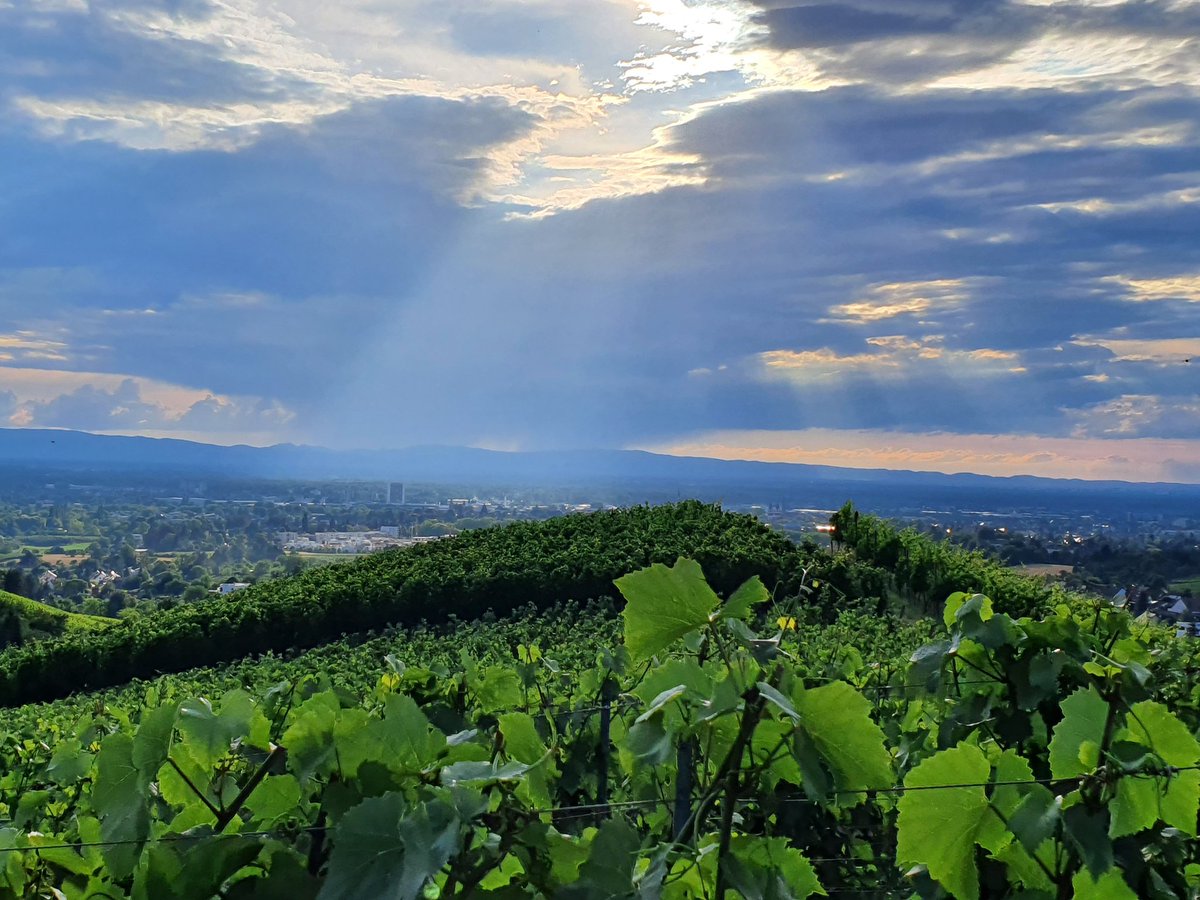 Ausblick über Offenburg, das Rheintal bis nach Straßburg und die Vogesen 😍🇫🇷