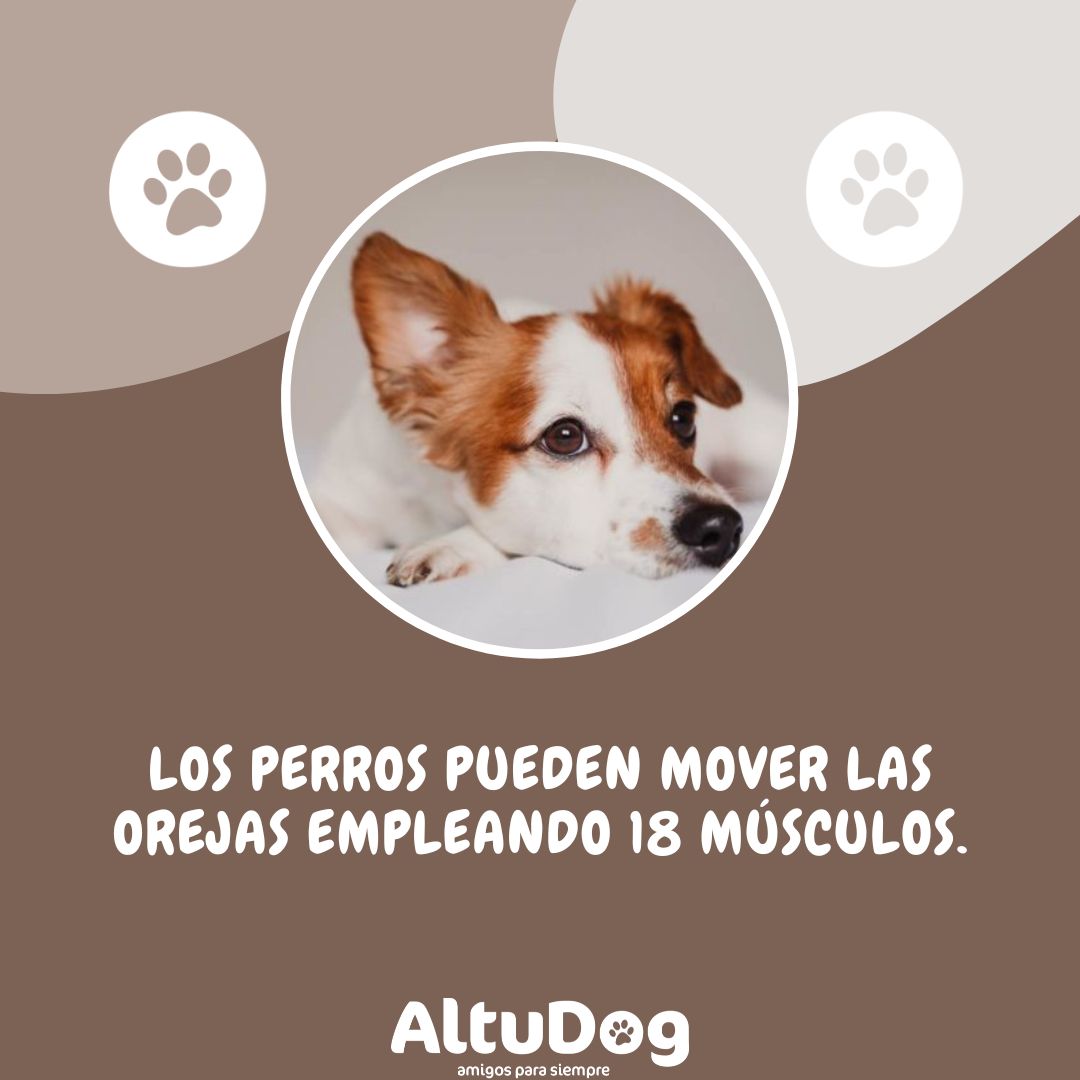 Altudog's tweet image. ¿Sabías que los perros🐶 pueden mover las orejas👂 empleando 18 músculos. ¡Cuéntanos! 😀
.
#AltuDog #AltuDogesfelicidad #curiosidades #curiosidadesdeAltuDog #curiosidadesperrunas #curiosidadesperrunasdeAltuDog #perrosdeAltuDog #perrossanos #perrosfelices