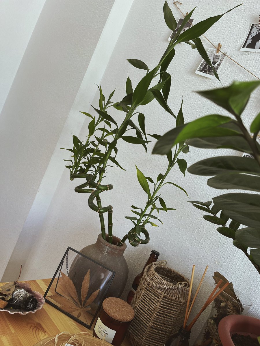 Aya__Sk's tweet photo. Gm, #NFTCommunity 
@IvanGoryachev1 inspired me to share my plants✨ 
#NFT #NFTartist https://t.co/VqOUggaxQZ