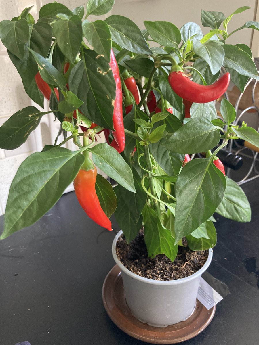 Marcello Tully tweet media