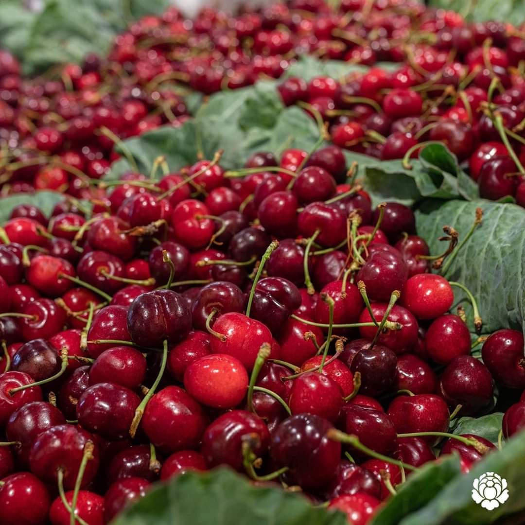 superverd_cat's tweet photo. 🍒 Que tenen d'especial les nostres cireres?
👩🏼‍🌾 Les cultivem a la Finca Montserrat situada a Saidí (Osca). 47 hectàrees destinades al cultiu de cireres
🌳 Tenim especial cura en totes les fases de producció: des del condicionament dels arbres fins a la recol·lecció i confecció. https://t.co/D9eVVGxE2A
