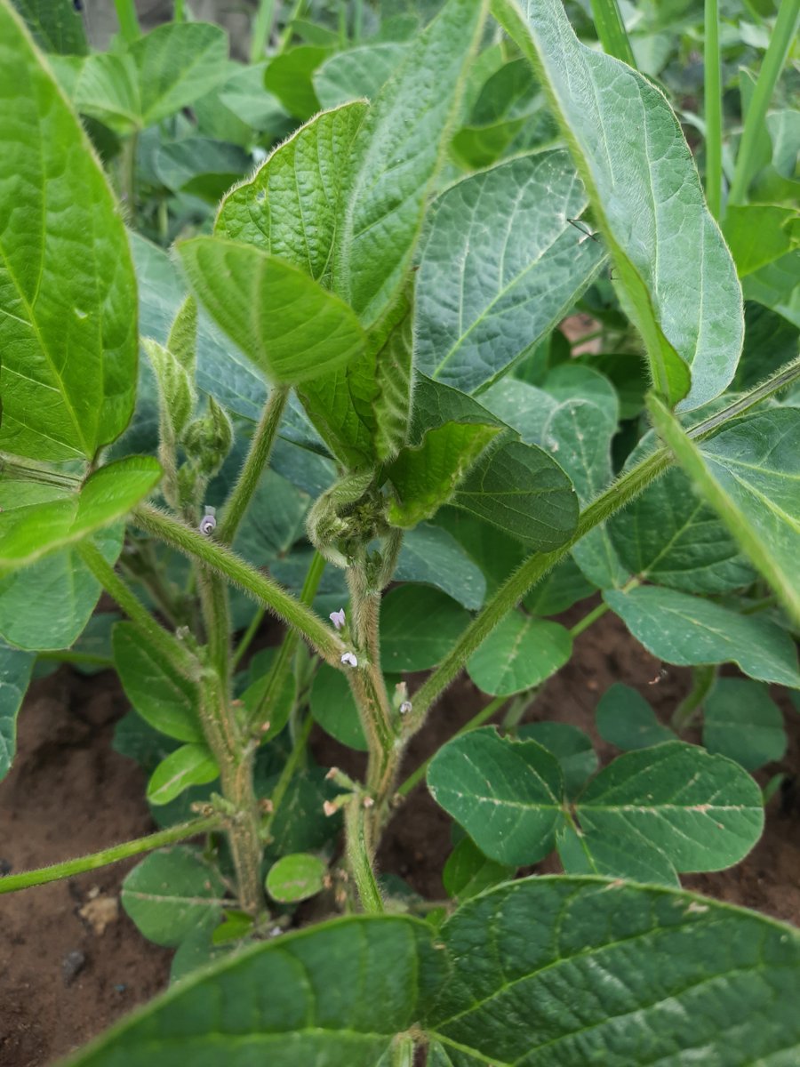 GroupeIsidore's tweet image. Le @GroupeIsidore vient de signer la lettre d&apos;engagement validant le démarrage d&apos;une nouvelle filière soja pour préserver la qualité de la ressource en eau 🌿

En 2022, la filière est opérationnelle et couvre 70 ha chez une quinzaine de producteurs

#agriculture #negoceagricole