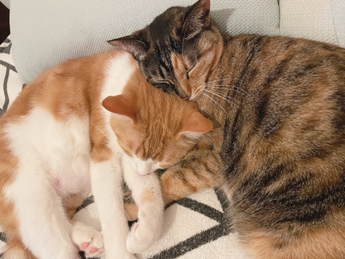 AiOzaki3's tweet photo. ( ˘ω˘ ) ｽﾔｧ…♡♡
 #ねこ  #猫好きさんと繋がりたい  #猫の居る暮らし  #保護猫  #cats  #CatsOnTwitter https://t.co/h5Ptp9U2R4