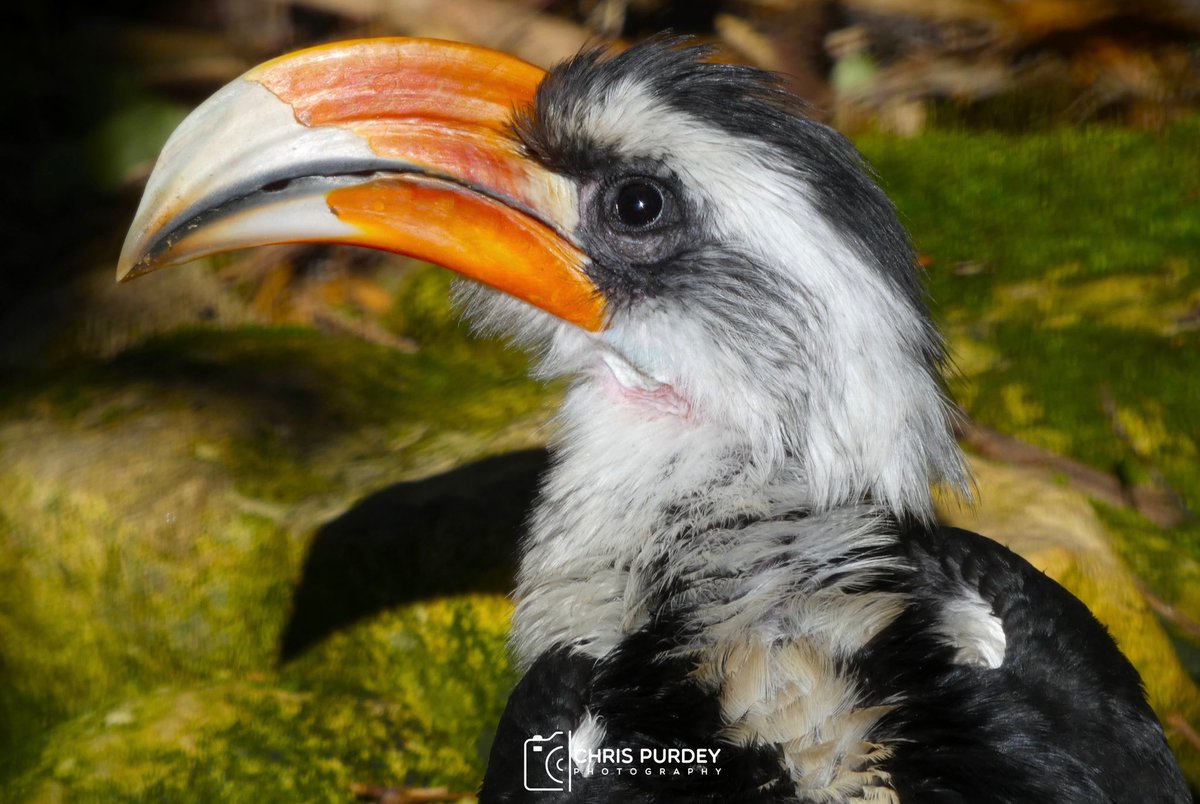 The Von Der Decken’s Hornbill 

Taken @banhamzoo 📸

#VonDerDeckensHornbill #Hornbill #animalphotography #birdphotography #BanhamZoo #wildlifephotography #Norfolk #StormHour #canonphotography #photography #365DaysWild #zooanimals #zoophotography #WaytoWild

@ThePhotoHour