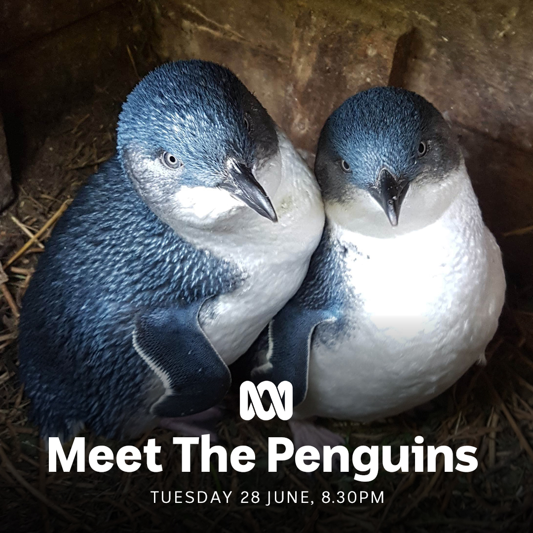 Tune in to <a href="/ABCTV/">abctv</a> + iView  on Tuesday at 8.30pm to "Meet the Penguins" and witness something truly amazing 🥰🐧🐧

#MeetThePenguinsAU from <a href="/northernpics/">Northern Pictures</a>