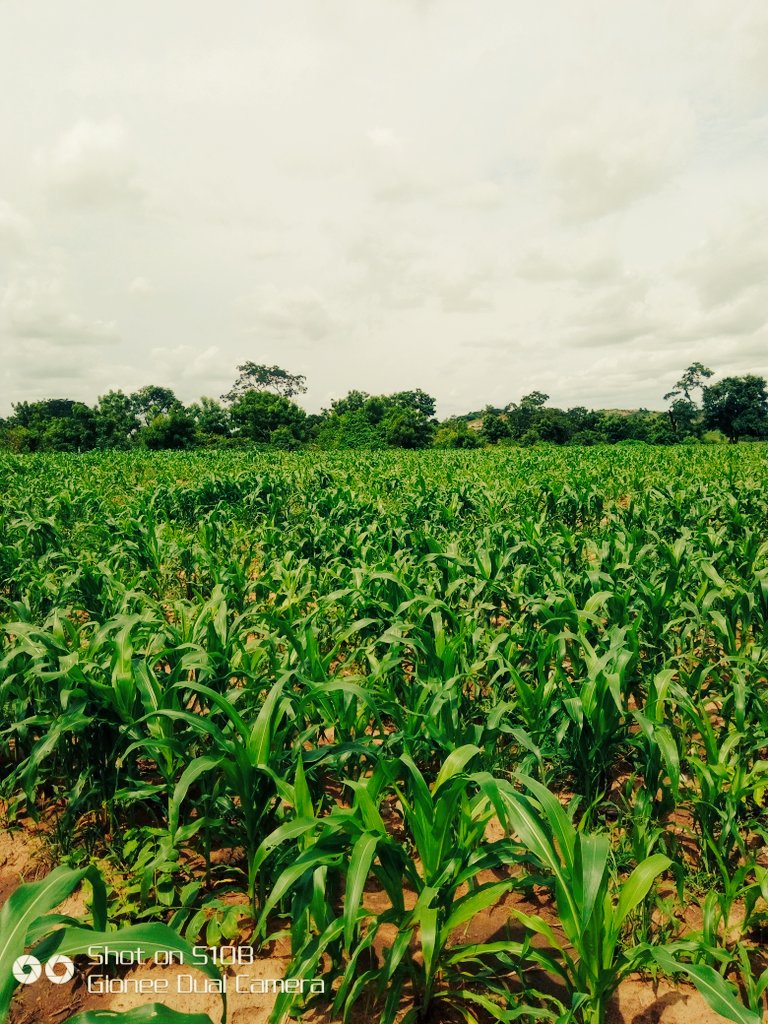 iakanbi95's tweet photo. 4 weeks already... Maize thriving at it very best... We grind on God glory... #farm #FarmGate #youngandfarming #agriculture #agribusiness #greencare #greencastlefarm https://t.co/HcdhThRy7r