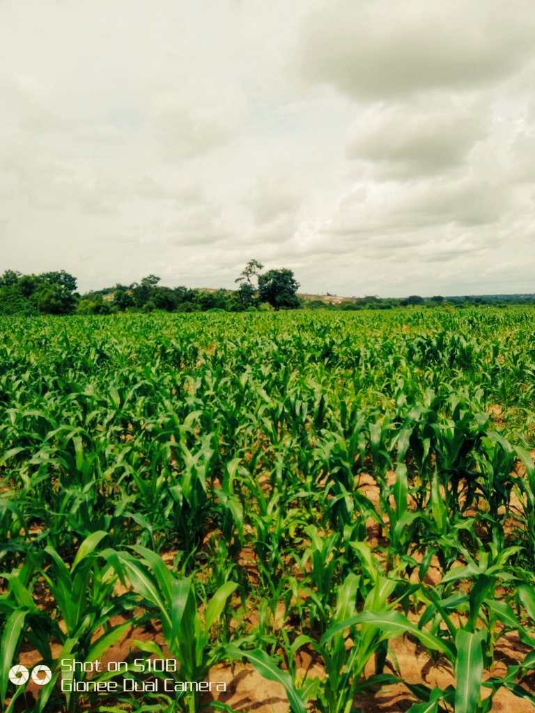 iakanbi95's tweet photo. 4 weeks already... Maize thriving at it very best... We grind on God glory... #farm #FarmGate #youngandfarming #agriculture #agribusiness #greencare #greencastlefarm https://t.co/HcdhThRy7r