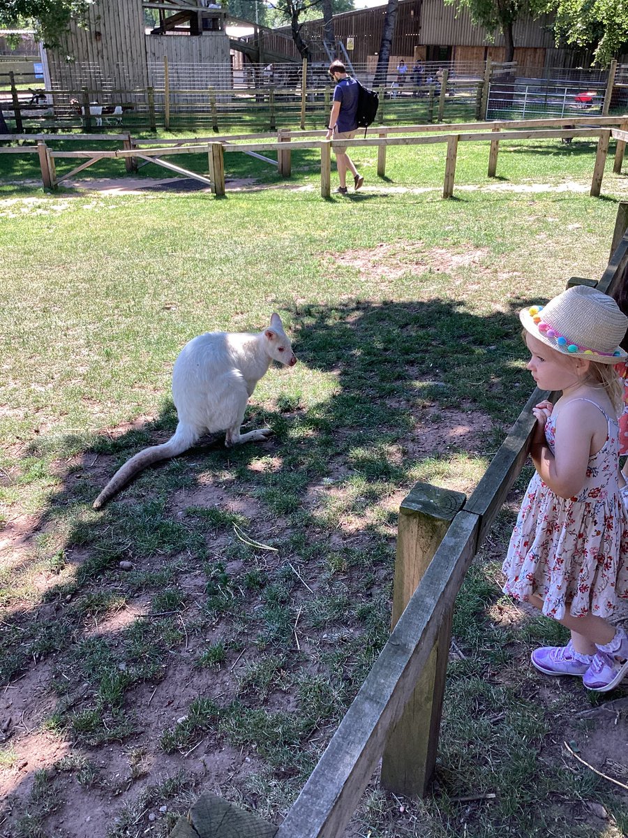 MissBates07's tweet photo. We had a lovely trip to White Post Farm last week! ☀️🐷🐄🦙 @WMoor_academy https://t.co/n5sW3i1UkX