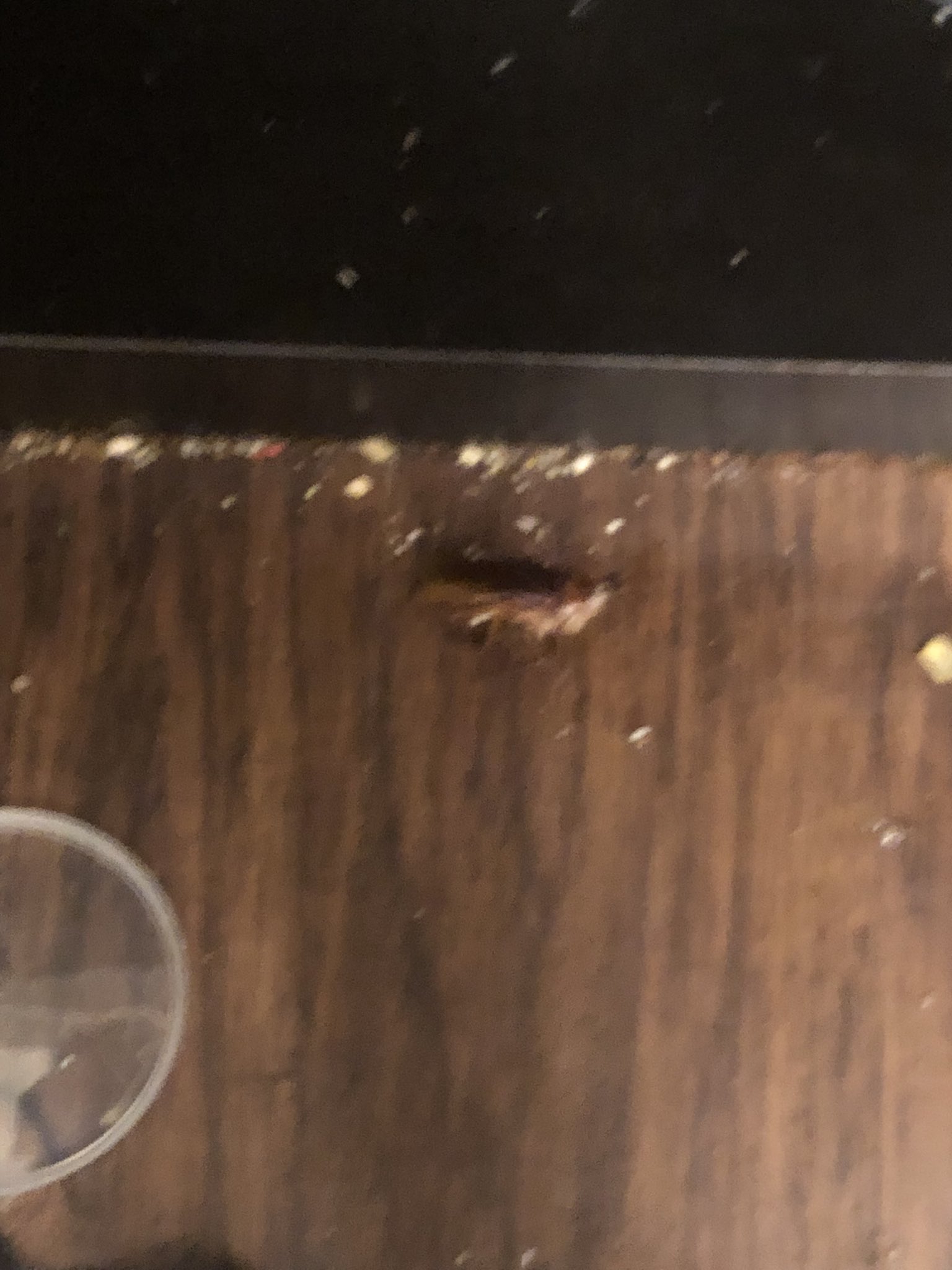 サービオ on Twitter "Hate roaches? Well if you’re anything like me, bring