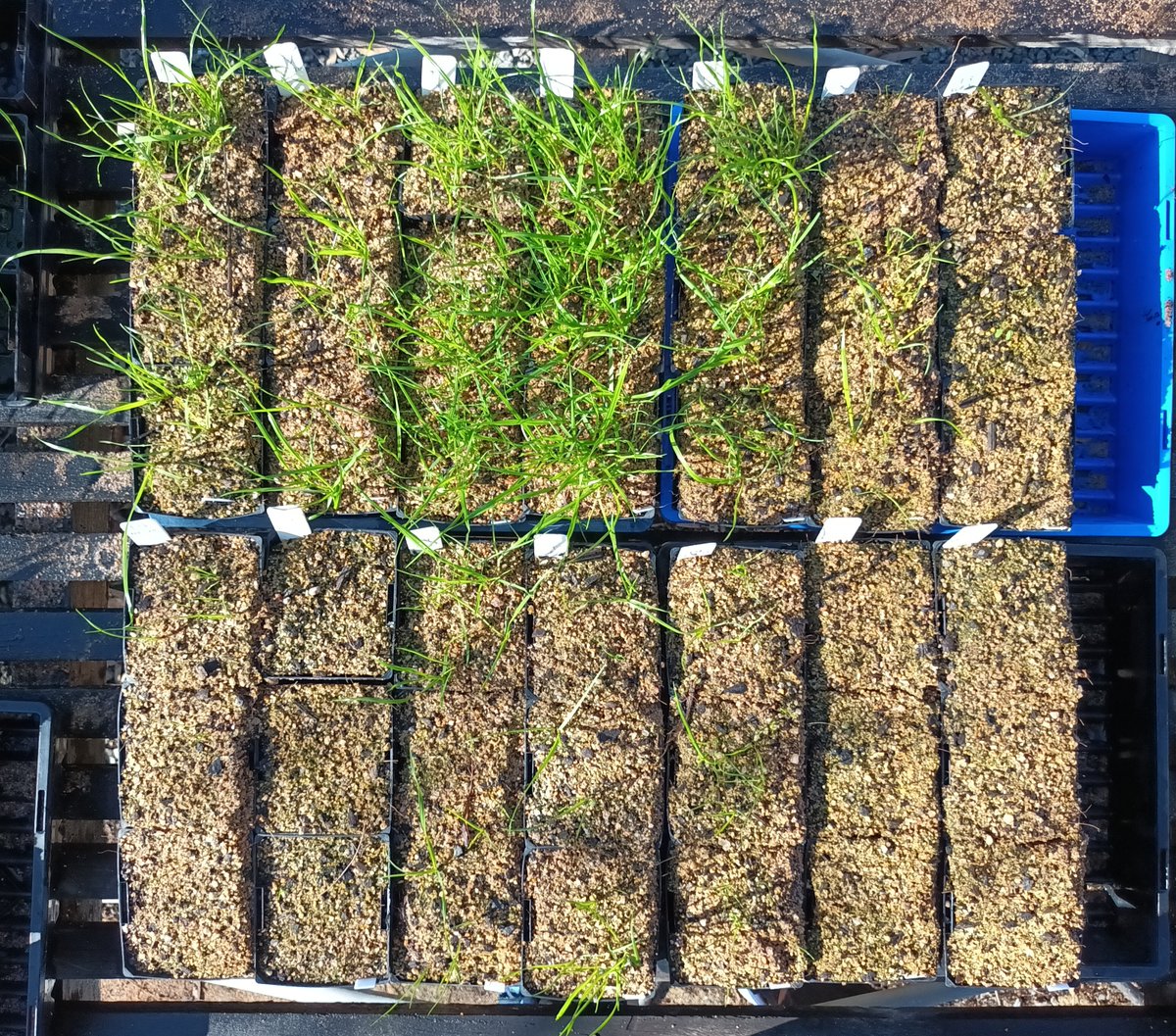 Ryegrass doesn't know pre-em herbicides have different prices. In the photo side by side comparison between triallate (top) and prosulfocarb (bottom).  The treatment is very close in terms of cost/ha but outcome incredibly different due to > prosulfocarb dosage. 7 paddocks tested