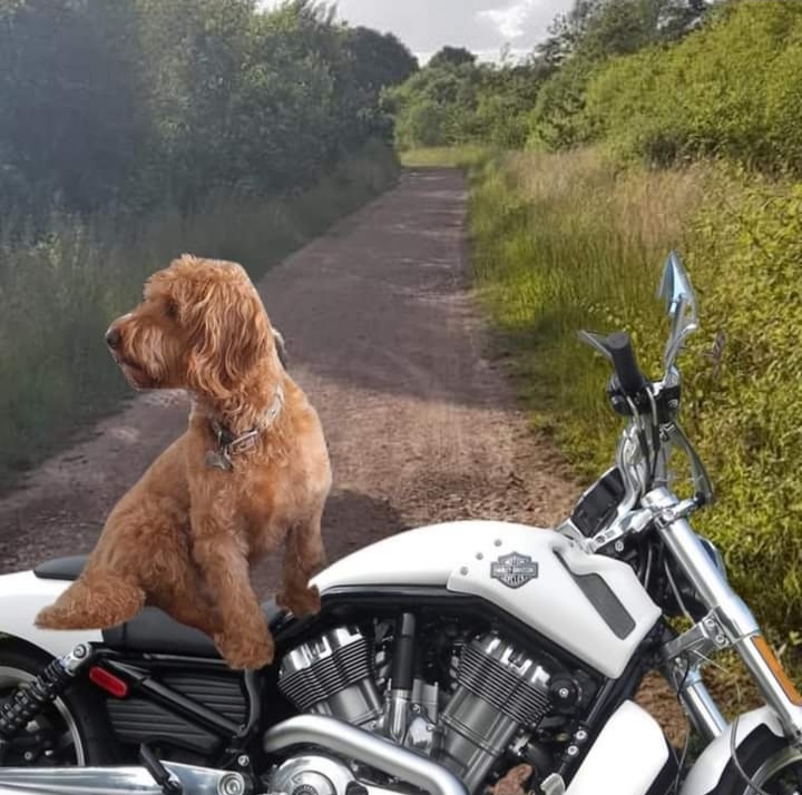 MiloNames's tweet image. Hitting the tracks before venturing onto the roads thanks to @LJ_doodle for the photo and @AngelBellaBikes for my news bike @theruffriderz Voom Voom!!!!