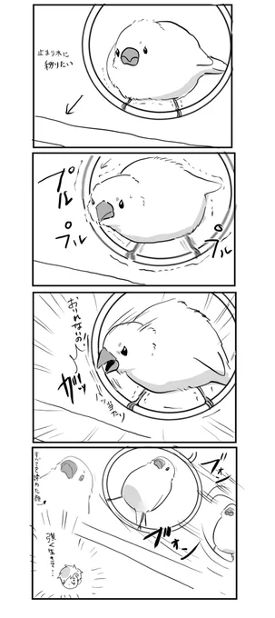 ブランコの苦悩 #文鳥 