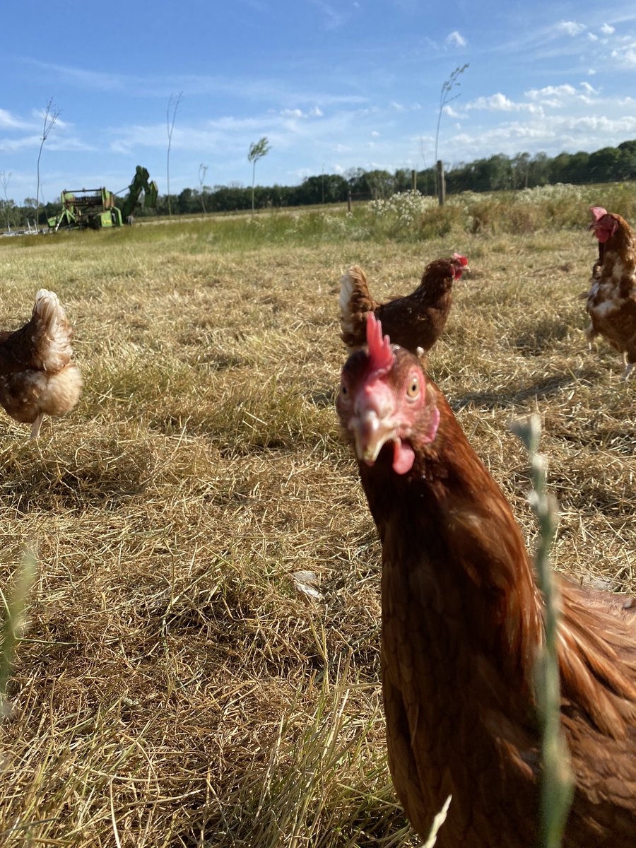 @thecluckery tweet media