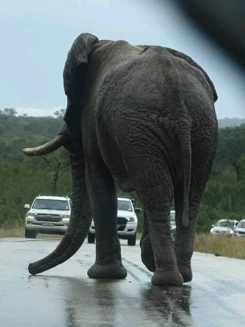 #Elephants! The gentle giants have always fascinated us on every #Africansafari journey. 

Let's experience the Life-Changing encounters together. 

#AfricanElephants #Elephantlove #saveelephants #africanwildlife #bigfive #big5 #exoreuganda #pearlofafrica #safariafrica 
📸Swabri