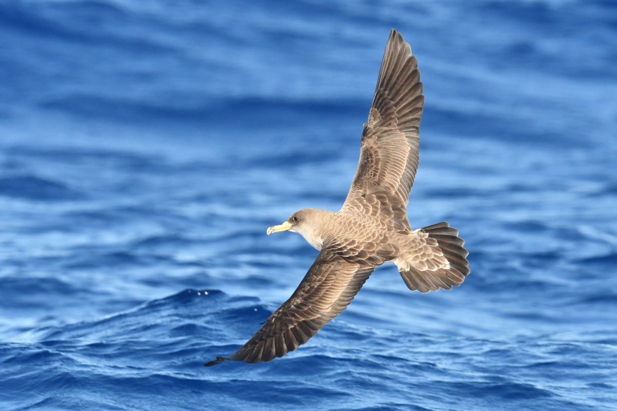 South West Optics tweet media