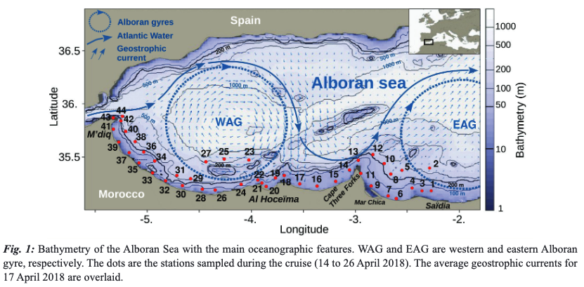 Patterns of microphytoplankton biomass and diversity in the southern Alboran Sea
Hajar IDMOUSSI, et al.
doi.org/10.12681/mms.2…
#microphytoplankton #biomass #AlboranSea