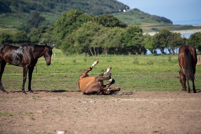 RacehorseClub's tweet photo. Monday morning vibes with ๐ฃ๐ผ๐๐๐ฒ๐ฟ๐ ๐๐ผ๐ฟ๐ป๐ฒ๐ฟ ๐ค #RacehorseClub #RhC #PottersCorner #HorseRacing #LoveHorses https://t.co/Lk471jraM4