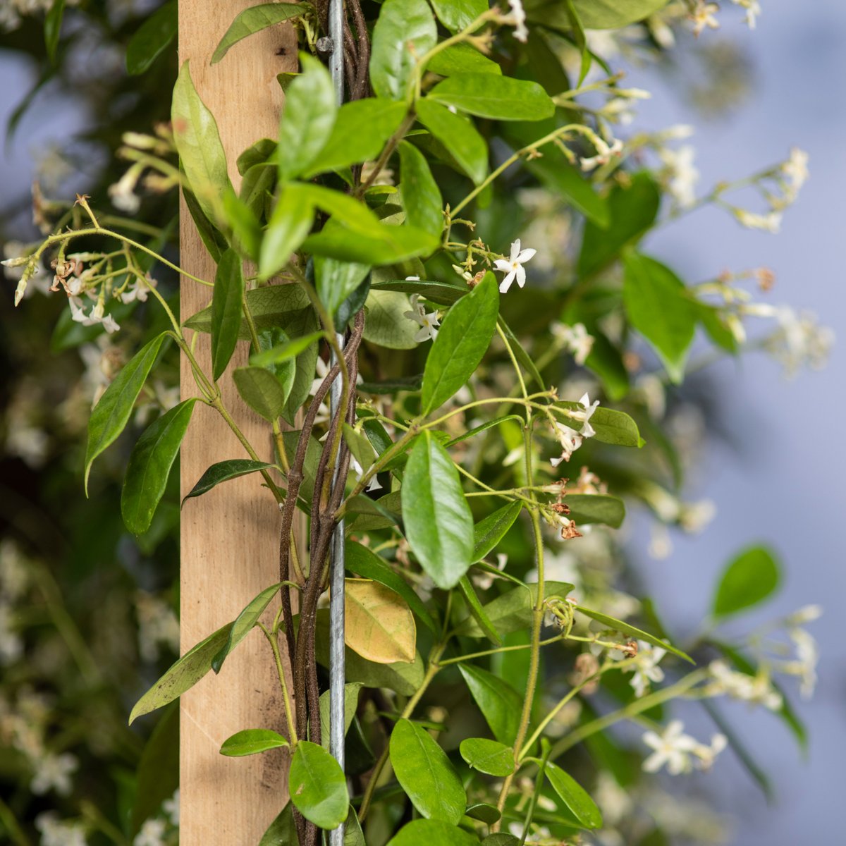 A close-up of the Jasmine green screen that bloomed at the Chelsea Flower Show 🐝.

#chelseaflowershow #greenscreen #jasmin #blooming
mobilane.com/en/news/green-…