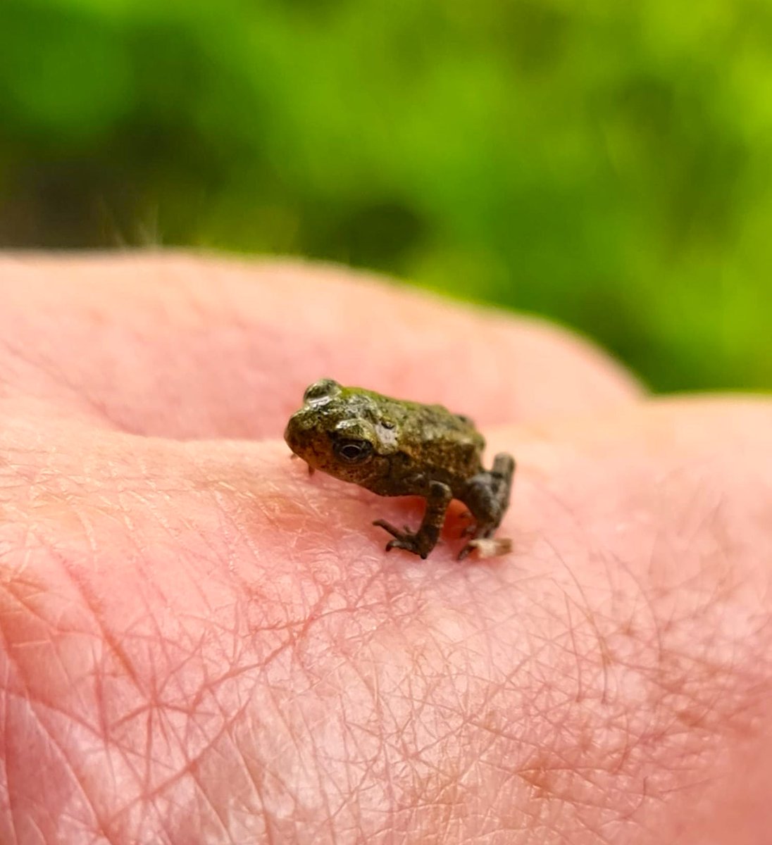 allotmentalice's tweet photo. Cutest #amphibian ever? πΈ No bigger than a finger nail! We saw hundreds of these crossing the tow path long the #Northampton Arm of the #GrandUnionCanal at the weekend. Qs for @ARC_bytes & @wildlifebcn: are they #froglets or #toadlets? And why so many this year? @canalrivertrust https://t.co/jZPJ1ZHDRr