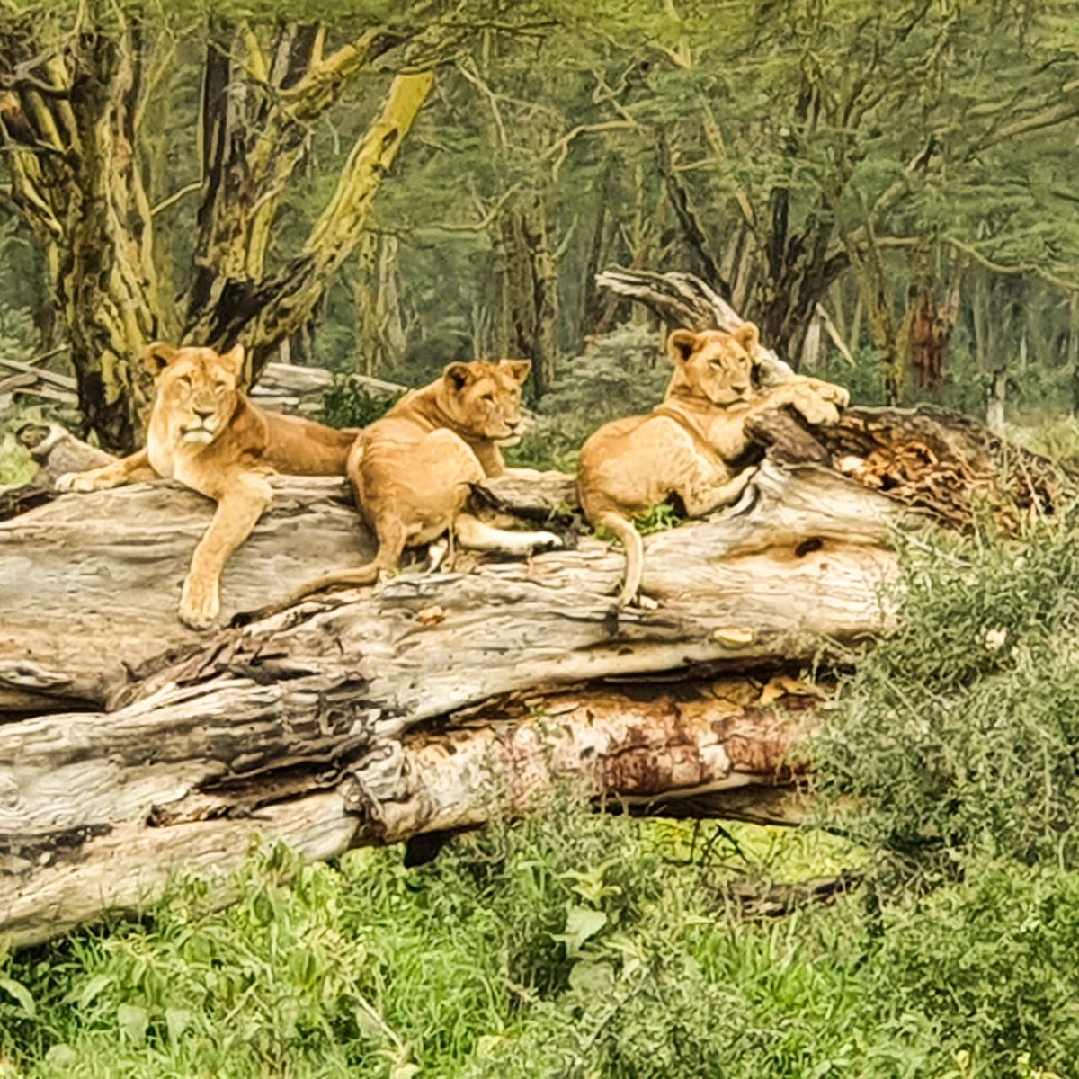 ARPAfricaTravel's tweet photo. Lions at Lake Nakuru National Park. These lions were spotted during a game drive on Sunday 26 June by a driver-guide of Pollman's Tours & Safaris.
#MagicalKenya
#LakeNakuru
#Pollmans https://t.co/M9ffkiB3Po