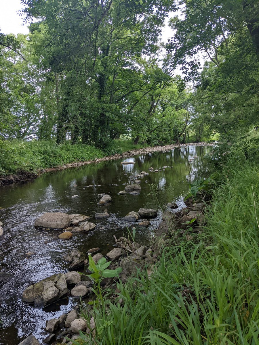 Wild brown trout Pocket water fly fishing on the rugged but beautiful River cover North Yorkshire <a href="/WildTroutTrust/">The Wild Trout Trust</a> <a href="/ProfJGrey/">Jonathan Grey</a> <a href="/simmsfishing/">Simms Fishing</a> <a href="/sportfishuk/">Sportfish</a>