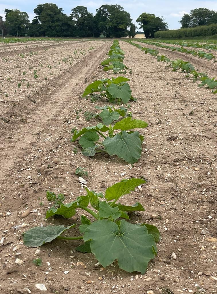 Now for something a bit different for us....Pumpkins! 🎃 🎃 🎃
This crop, on our main site at Brandon is growing fast...! 
Pumpkin Pie, anyone? 🧡 💛 💚
#pumpkin #agriculture #agribusiness #farming #halloween #growing #vegetable #crops #diversification