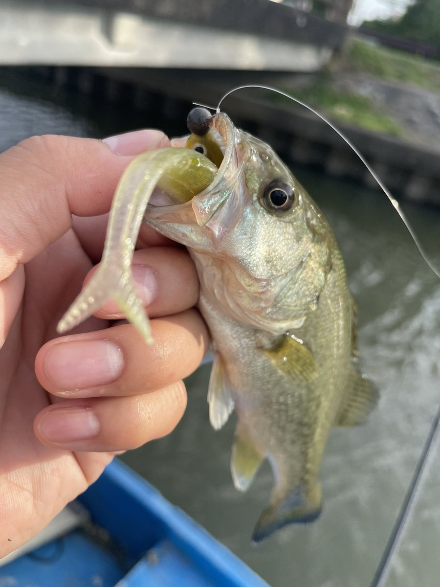 fishing10910141's tweet photo. 1本目はこのサイズが食ってくるか〜ってのが釣れて、バス釣れたしええか〜と思いつつ
次のエリアで狙い通りすぎたナイフィー！
ドラシャがメンタル1番持つ😆 https://t.co/CCFis3kuuw