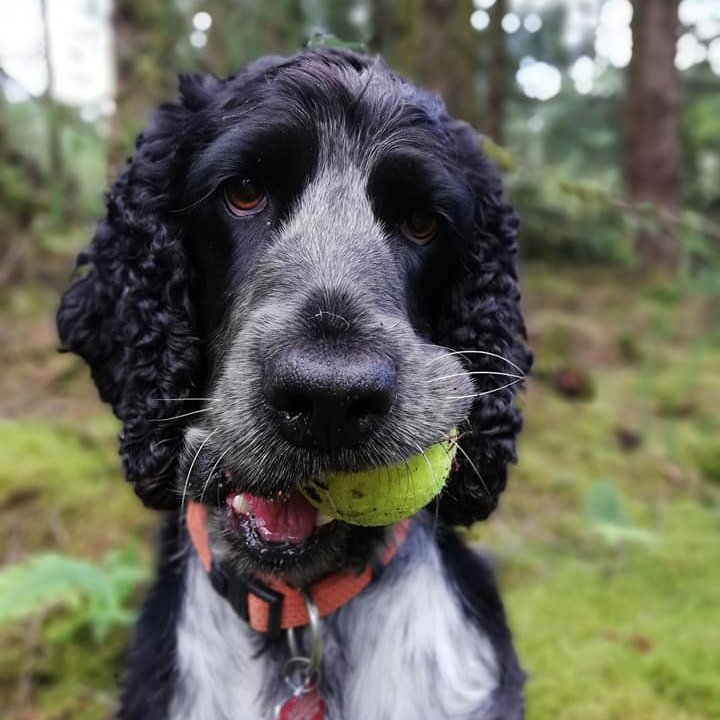 Bat carcass #DetectionDog Charlie's feeling rather down after not being selected as a 'ball dog' for #Wimbledon this year 😂🎾

#snifferdogs #wagtailuk #conservationdogs #conservation #tennis #Wimbledon2022