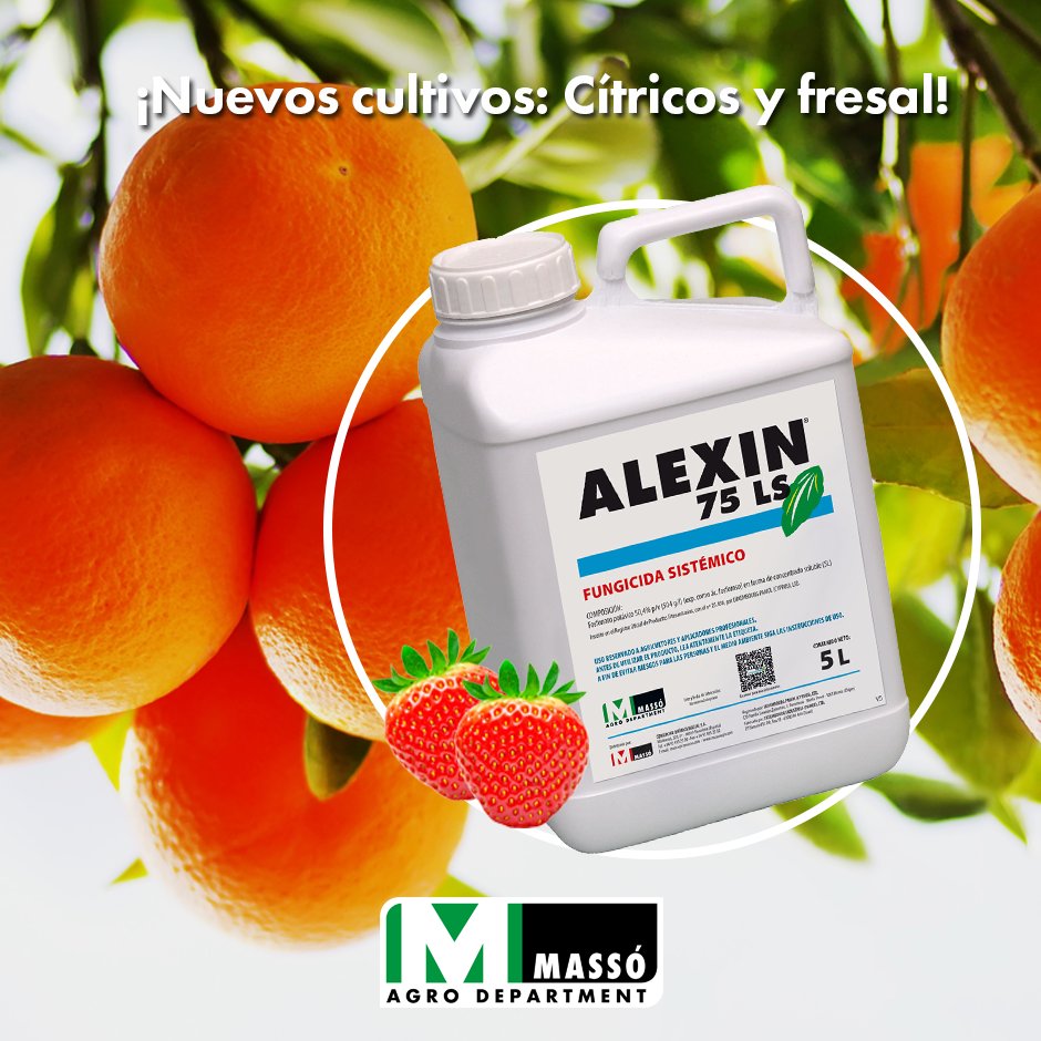 massoagro's tweet photo. ¡NUEVOS #CULTIVOS DE ALEXIN 75 LS ⭐!
🟢 Alexin ® 75 LS es un #fungicida sistémico que actúa de forma preventiva que recientemente ha obtenido nuevos usos en #fresal 🍓 contra mildiu y #cítricos 🍊 contra phytophthora.
Más información en:
https://t.co/zriuFtVb9L https://t.co/UNYOlOPhi8