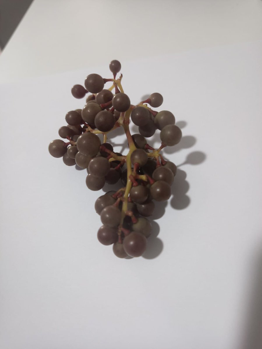 Emilio X. Glz. Lemos tweet media