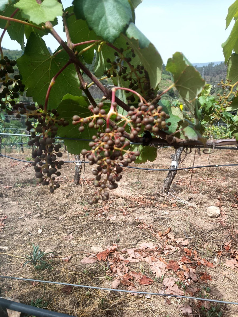 Emilio X. Glz. Lemos tweet media