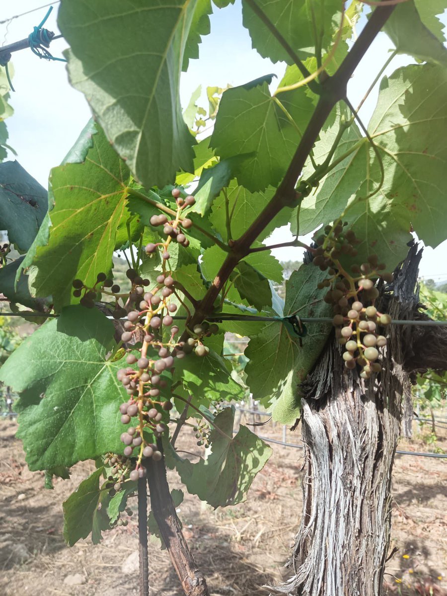 Emilio X. Glz. Lemos tweet media