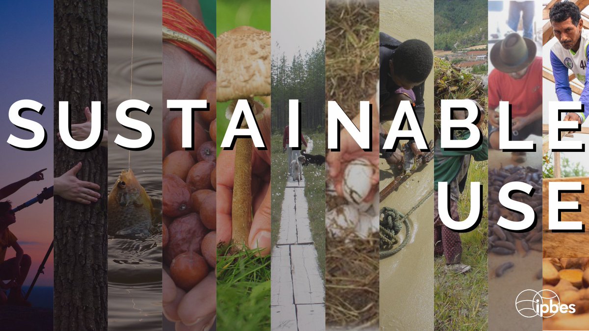 What are the links between sustainable use of wild species and key challenges such as land use and #ClimateChange?🌿🌡

📖<a href="/IPBES/">ipbes</a> #SustainableUse of Wild Species Assessment is scheduled to launch on 8 July at #IPBES9 

➡️ipbes.net/sustainable-us…