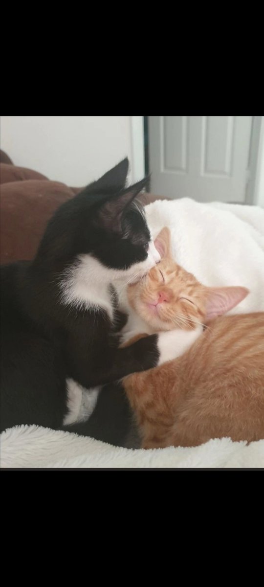 Daduaner's tweet photo. @jace2020 Bon courage à vous, car ce sont vraiment des amours. Je pense à vous 💕 https://t.co/rpjUe1GVEy