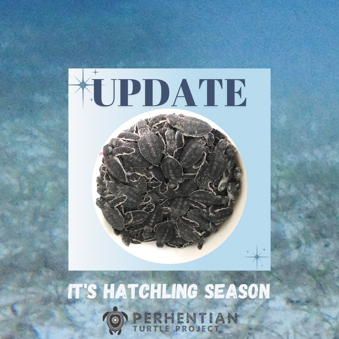PTP_MY's tweet photo. It’s nesting season, which means we have hatchlings! After 40 days of incubation, we were so excited to see them hatch from their shells 🥹 https://t.co/CcScxA6oku