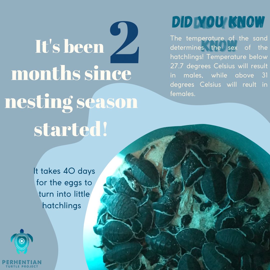 PTP_MY's tweet photo. It’s nesting season, which means we have hatchlings! After 40 days of incubation, we were so excited to see them hatch from their shells 🥹 https://t.co/CcScxA6oku