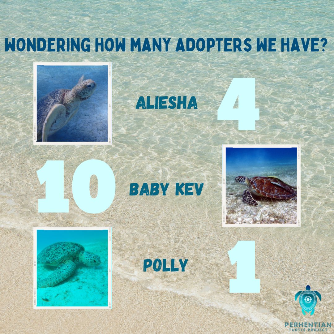 PTP_MY's tweet photo. Update!
Ever since Sea Turtle Day, we’ve gotten 21 new adopters! We’d like to extend our gratitude to our total of 36 special adopters and not to forget those who have liked, shared, and commented on our posts. Your support means the world to us and our turtle friends ✨🐢 https://t.co/xEyhmEOY1N