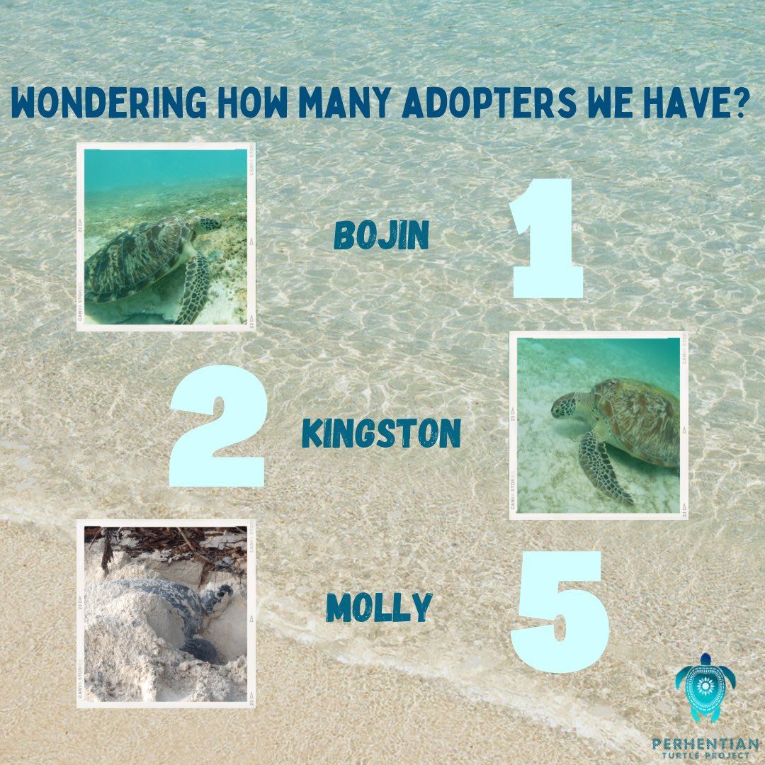 PTP_MY's tweet photo. Update!
Ever since Sea Turtle Day, we’ve gotten 21 new adopters! We’d like to extend our gratitude to our total of 36 special adopters and not to forget those who have liked, shared, and commented on our posts. Your support means the world to us and our turtle friends ✨🐢 https://t.co/xEyhmEOY1N