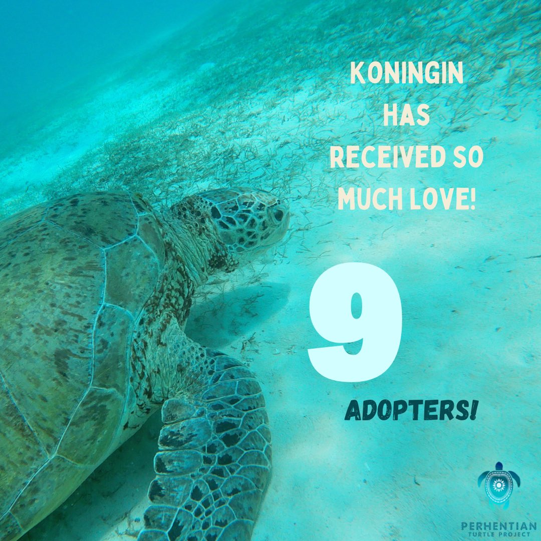 PTP_MY's tweet photo. Update!
Ever since Sea Turtle Day, we’ve gotten 21 new adopters! We’d like to extend our gratitude to our total of 36 special adopters and not to forget those who have liked, shared, and commented on our posts. Your support means the world to us and our turtle friends ✨🐢 https://t.co/xEyhmEOY1N
