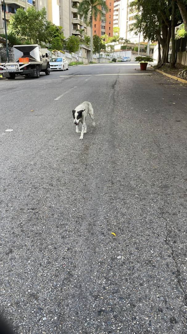 yaracalcagno's tweet photo. Difundo...Perro perdido, desorientado en Terrazas del Ávila por dónde esta Megaxis... https://t.co/0BSxpTpdKm