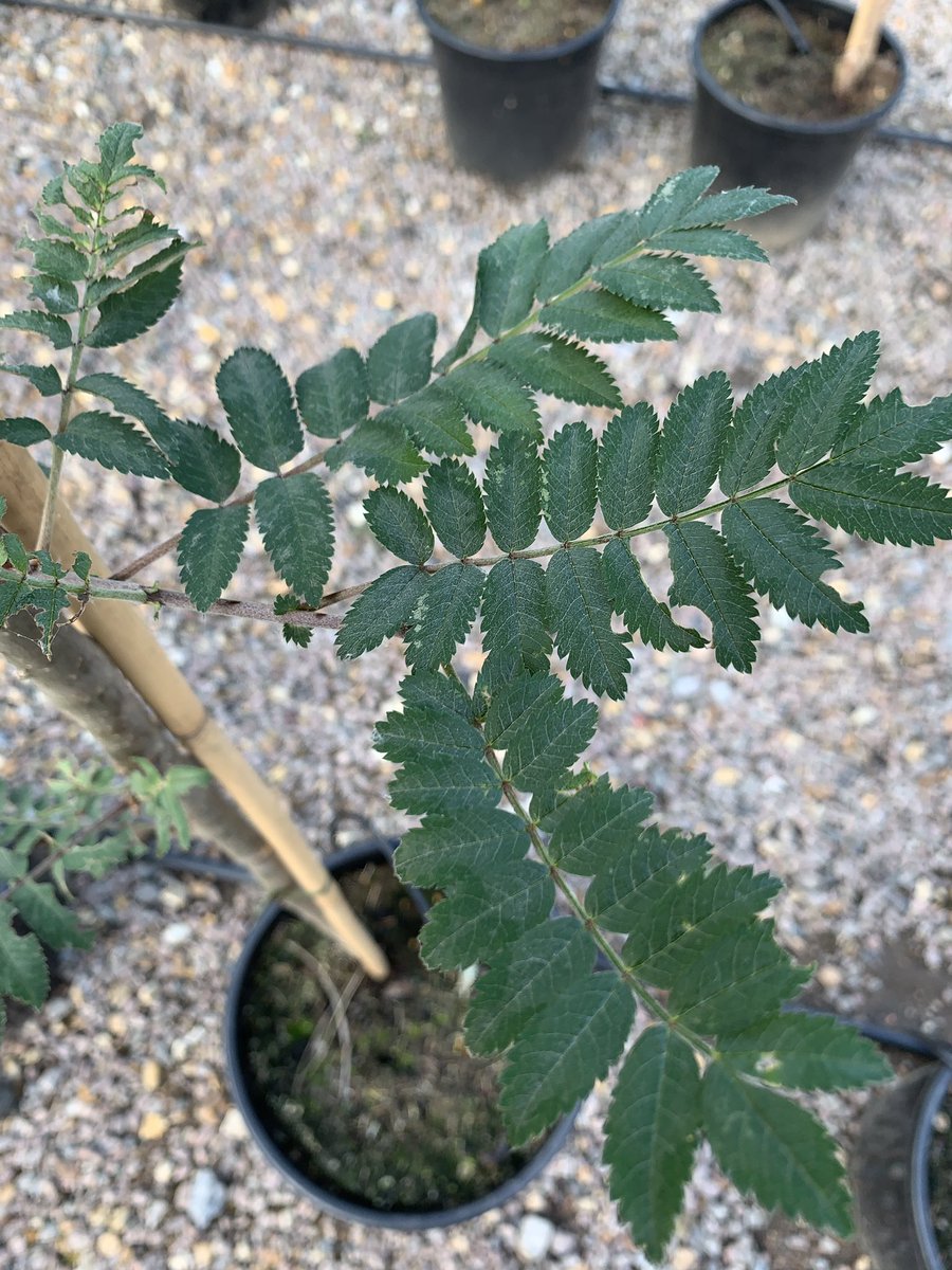 NEWS! We are now selling quality fruit trees including Apples, Cherry, Pear, Plum, Apricot, Peach and Nectarines. Also Prunus, Acer and Sorbus, all at nursery prices.  #trees #Nectarines #Essex #Hertford #Harlow  #Fruittrees #acer #hertfordshire