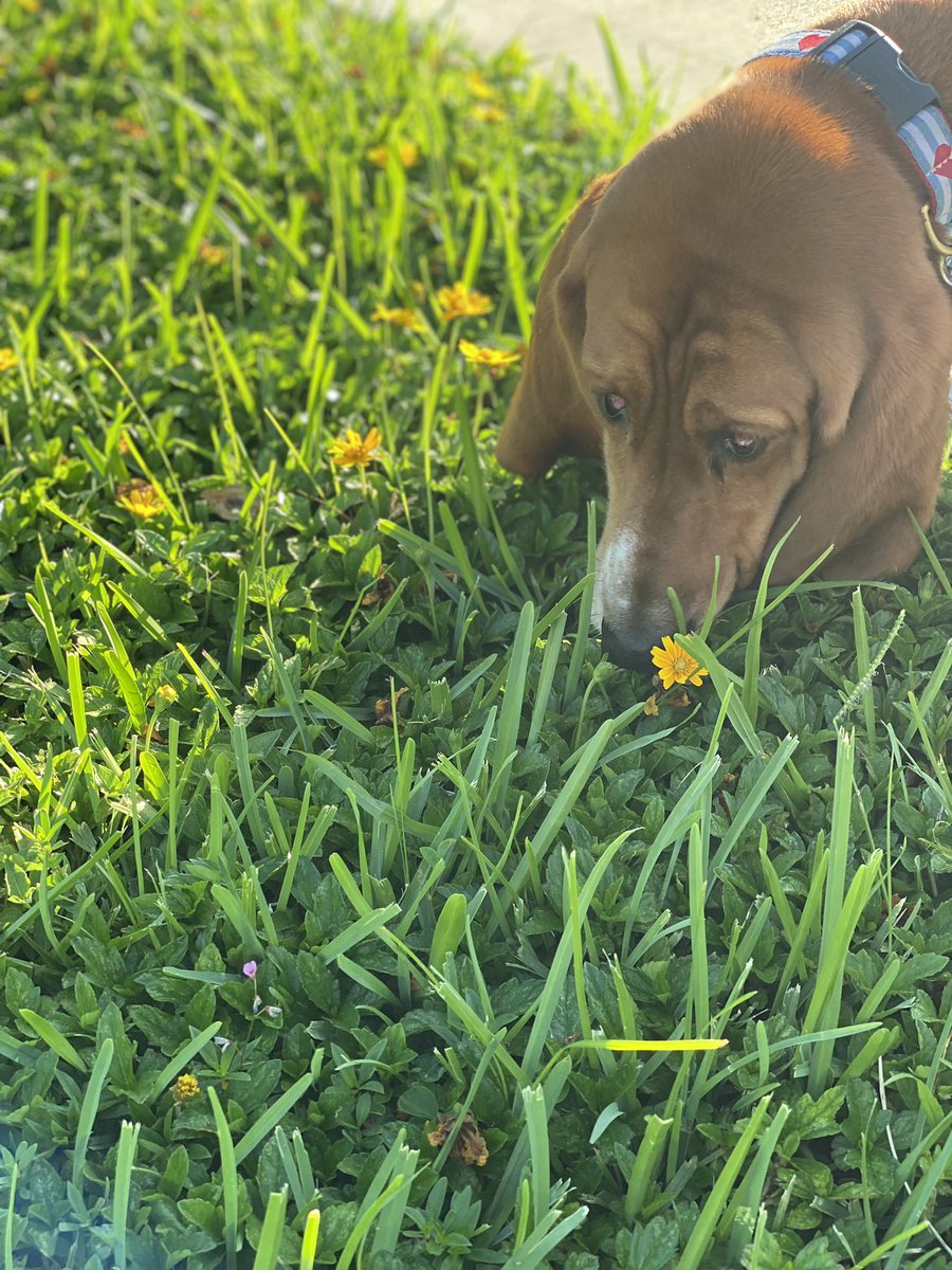 BassetChestnut's tweet photo. 🌼🌼🌼 #summertime #dogsoftwitter #basset #AdoptDontShop https://t.co/wTQTL5dLIC