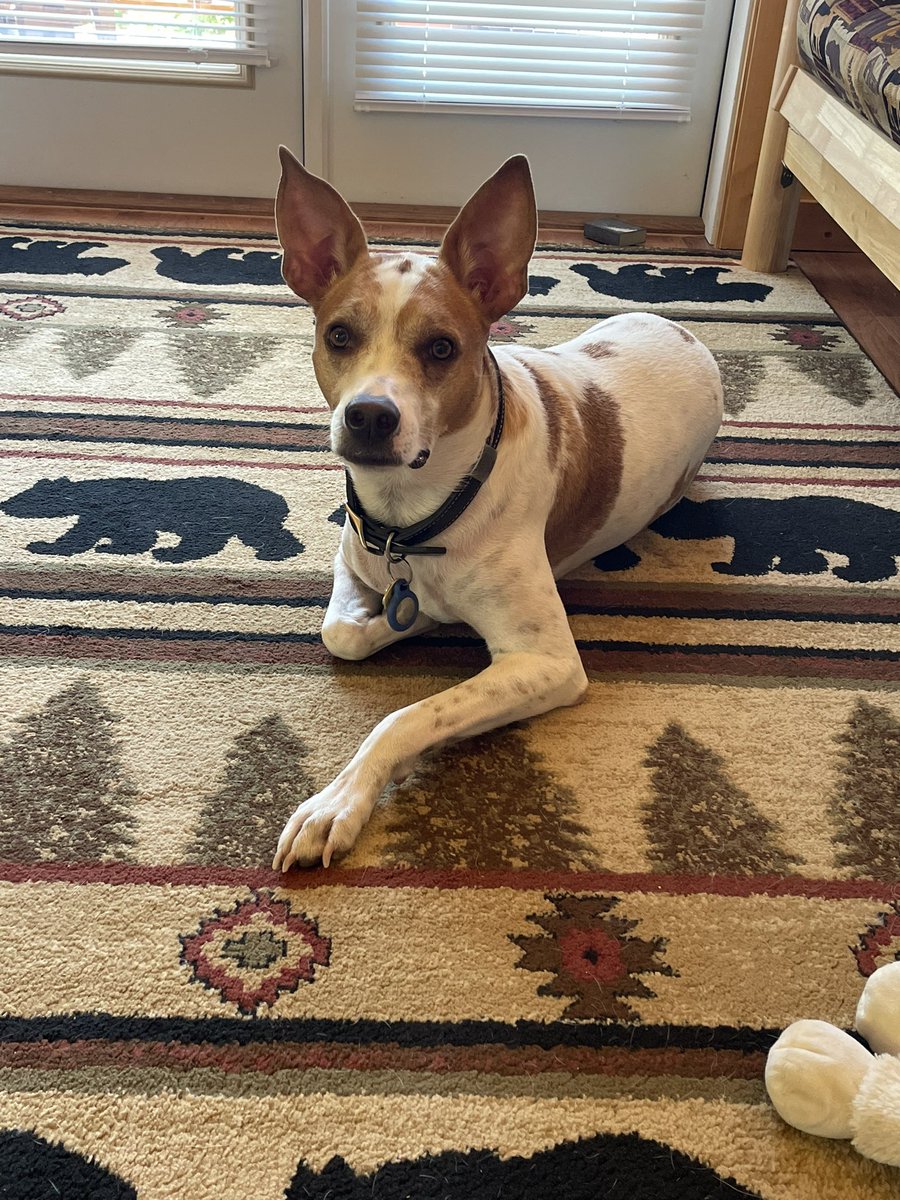 RenMoore7's tweet photo. @fulcandles Benji approves! #twopawsup https://t.co/UoypKNgCCK