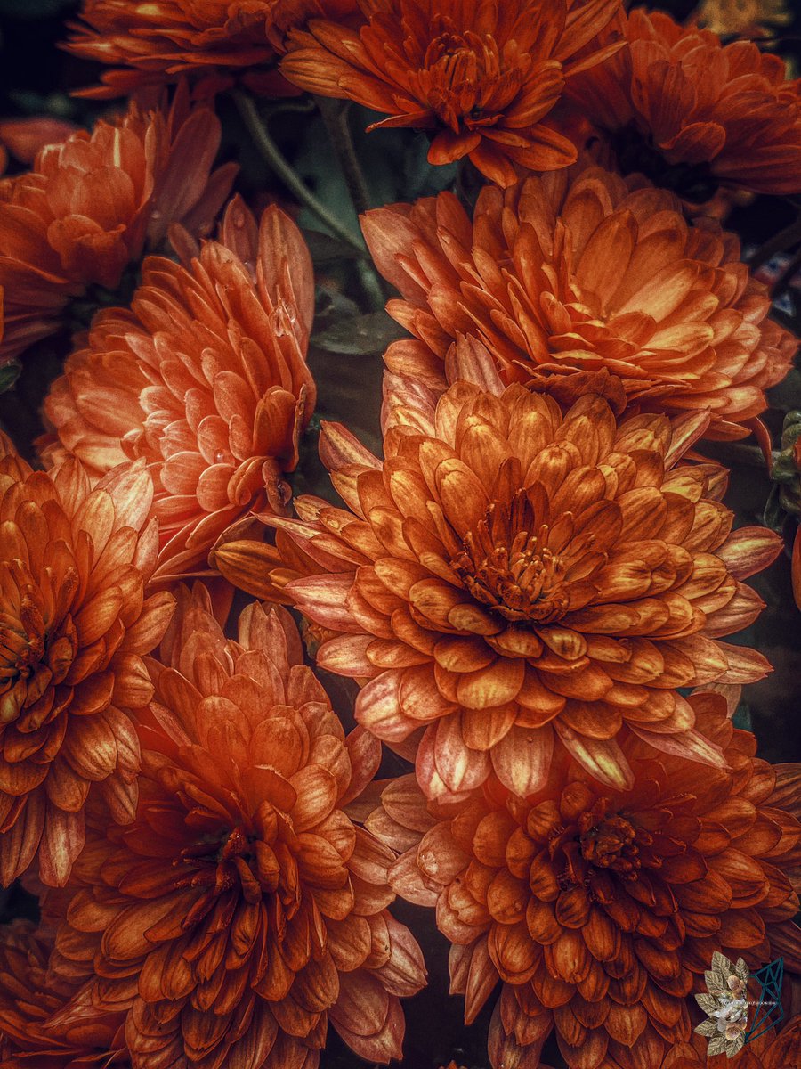 elfearsfoxsox's tweet image. 