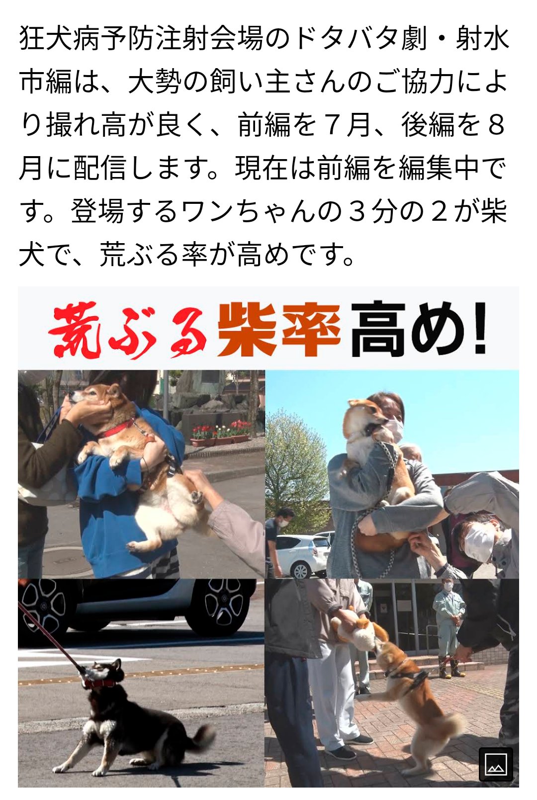 荒ぶる柴犬 Twitter Search Twitter