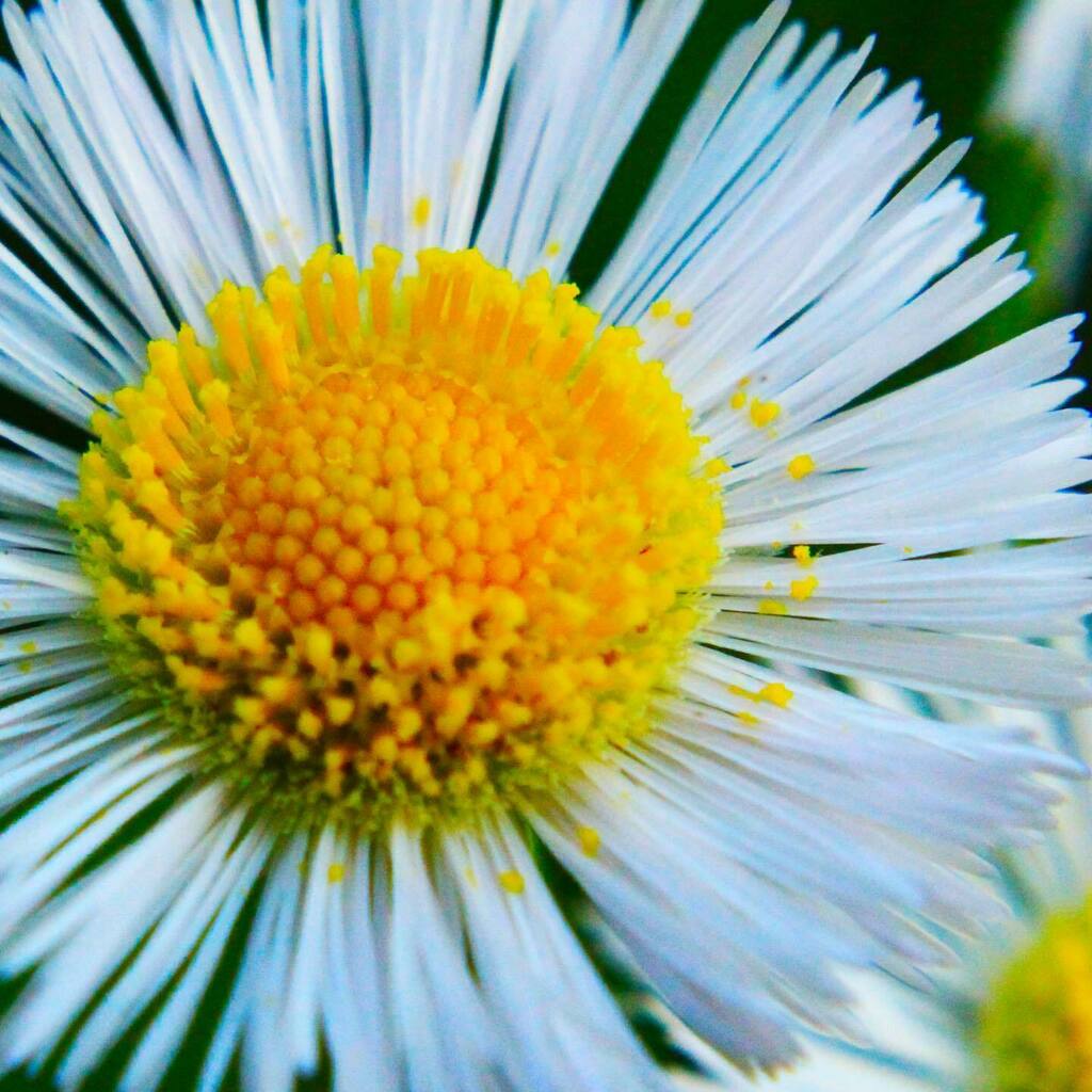 B2the7's tweet photo. Pollen drops on the Fleabane wildflower.
#nature #natureshots #naturephotography #photography #louisvillecreators #louisvillehidden #letsgolouisville #Louisville #onlyinkentucky #travelky #louisvillephotography #igerslouisville #ourky #wave3igers #louisvilleparks #bestoftheโฆ https://t.co/Go8Om6xtRo